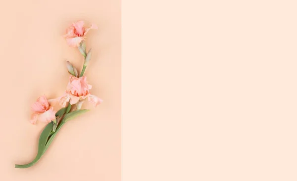 Flower on a background. — Stock Photo, Image