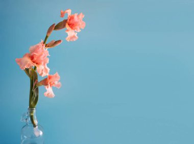 Mavi arkaplanda yumuşak pembe renkli iris çiçeği. Düzleştirme biçimi.