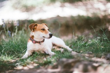 Köpek çimlerin üzerinde yatıyor..