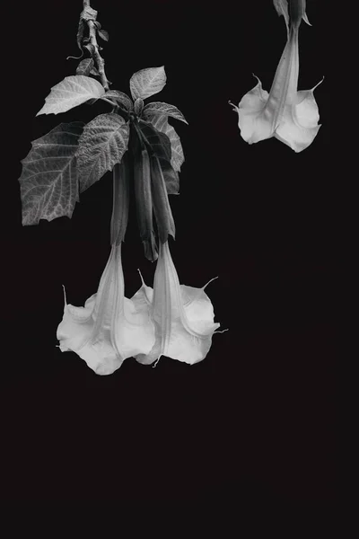 Duas flores em um contexto — Fotografia de Stock