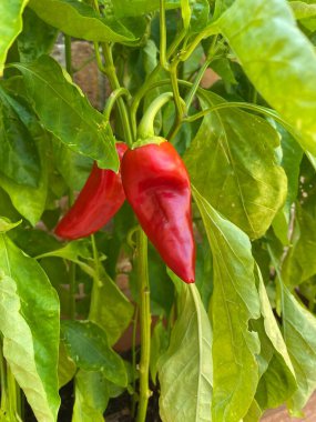 Sağlıklı bir bitkinin üzerinde olgunlaşan iki kırmızı biberin yakın çekimi, yemyeşil yapraklarla çevrili, İtalyan bahçesinde doğanın cömertliğini gözler önüne seriyor.