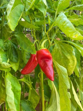 Yapraklı bitki dalından sarkan olgun kırmızı biberler Pineto, Abruzzo, İtalya yakınlarındaki güneşli sebze bahçesinde yetişiyor.