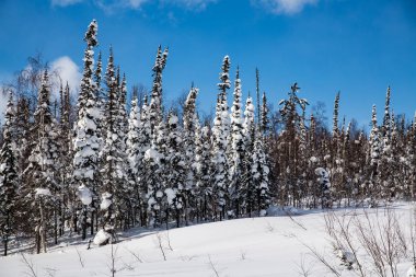 kış orman mavi gökyüzü
