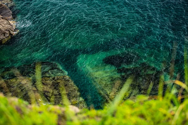 Mare azzurro ed erba in primo piano — Foto Stock