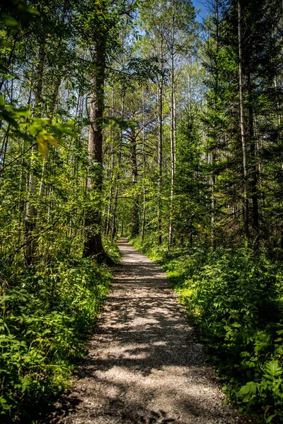 Ścieżka w lesie Obrazek Stockowy