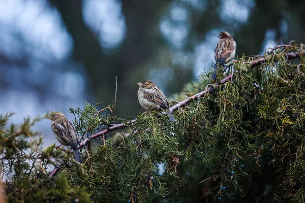 Trois moineaux assis sur une branche d'arbre — Photo