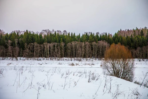 Diversi colori della foresta invernale in Russia — Foto Stock