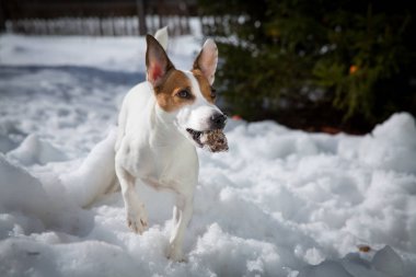 Kar önemli bir köpekle
