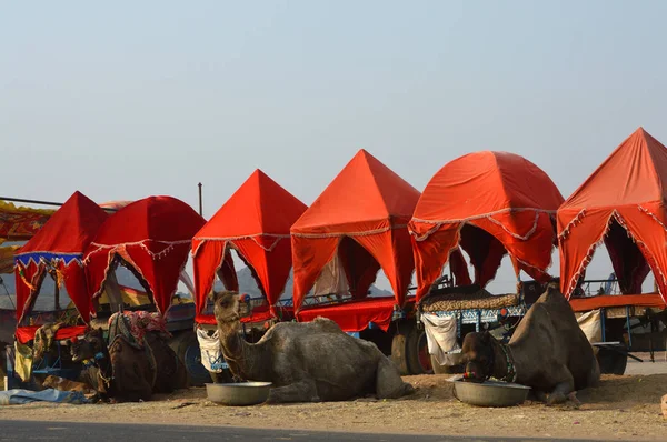 Pushkar Camel Fuarı'nda deve arabasının yanında dinlenen develer