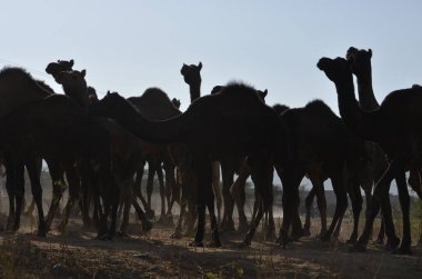 Pushkar Panayırı 'nda Sunset' te çekici bir deve pozisyonu