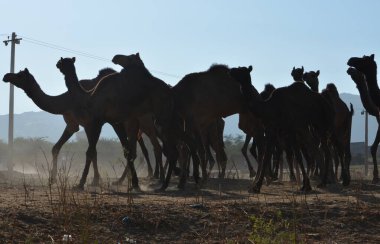 Pushkar Panayırı 'nda Sunset' te çekici bir deve pozisyonu
