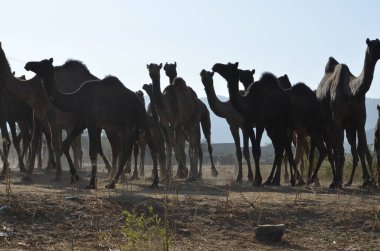 Pushkar Panayırı 'nda Sunset' te çekici bir deve pozisyonu