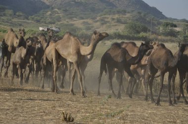 Pushkar Panayırı 'nda Sunset' te çekici bir deve pozisyonu