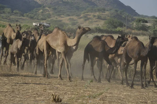 Pushkar Panayırı 'nda Sunset' te çekici bir deve pozisyonu