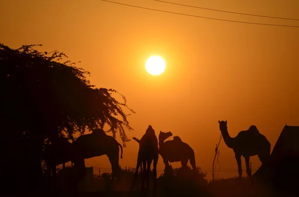 Pushkar Panayırı 'nda Sunset' te çekici bir deve pozisyonu