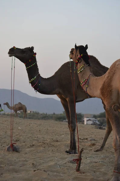 Pushkar Panayırı 'nda Sunset' te çekici bir deve pozisyonu