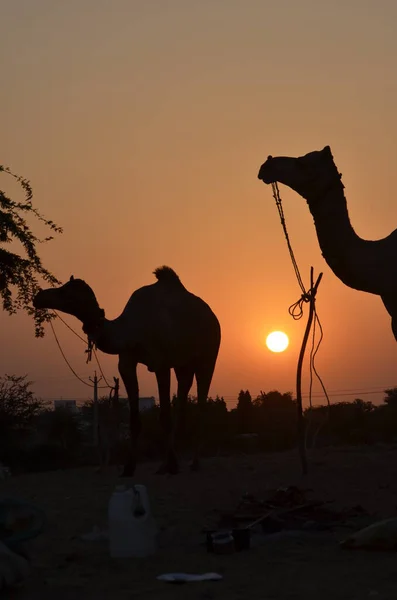 Teve Vonzó Helyzetben Sunset Pushkar Vásár — Stock Fotó