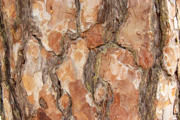 Konsystencja kory drzewa. Środowisko naturalne drewna — Zdjęcie stockowe