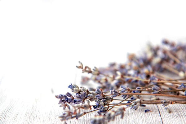 Lavender flowers on a white background. Dried flowers. Side view