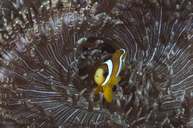 Clownfish seeks refuge in a beaded-tentacle anemone (Heteractis aurora). clipart