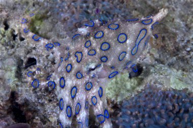 Blue-ringed octopus, Hapalochlaena sp., blending with coral reef elements, but distinguished by its glowing blue rings. Puerto Galera, Philippines. clipart