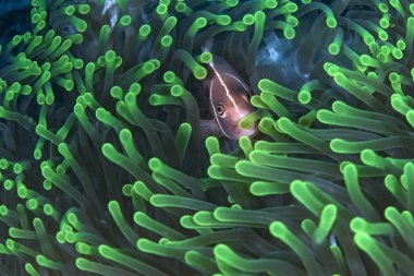 Pink clownfish (Amphiprion perideraion) peers through fluorescen green tentacles of its host anemone. Ambon, Indonesia clipart