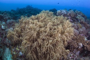 Büyük bir koloni içinde dalgalanma titrek esnek parmak mercan (Sinularia flexibilis). Spratly Adaları, Güney Çin Denizi.