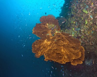 Derin kesme duvar Spratly Adası Atoll, Güney Çin Denizi üzerinde altın gorgonian seafan.