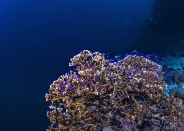 Mercan (Milliepora) anthias derin sularda topluluğu ile ateş. Spratly Adaları, Güney Çin Denizi.