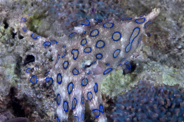 Niebieski Obrączkowane Ośmiornicy Hapalochlaena Mieszanie Elementów Rafy Koralowej Ale Wyróżnia — Zdjęcie stockowe