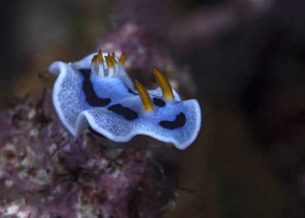 Nudibranch Chromodoris Dianae의 이미지를 닫습니다 Lembeh 인도네시아 — 스톡 사진