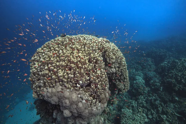 Halo of orange anthias fish surround yellow hard coral dome surrounded by deep blue water. Red Sea, Egypt