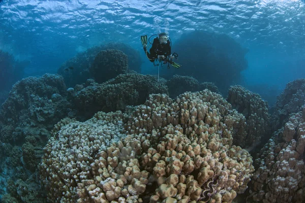 Female scuba diver, underwater photographer and videographer explores majestic coral reefs in the Red Sea of the coast of Southern Egypt.