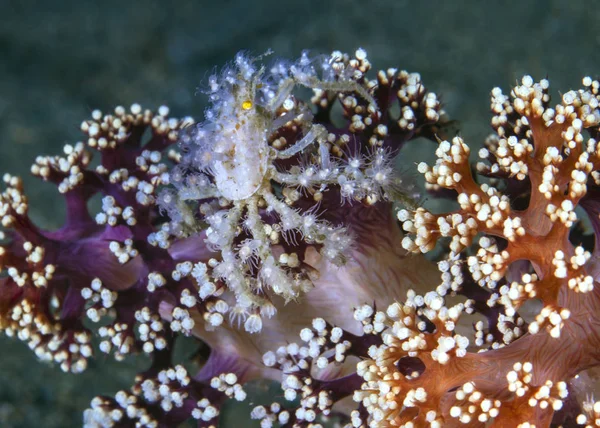 Ozdobna Kraba Biały Polipy Hyastenus Tereticollis Kolorowy Miękki Koral Drzewa — Zdjęcie stockowe