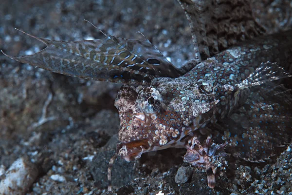 Dragonet Dedos Dactylopus Dactylopus Alimentándose Fondo Del Mar Ambon Indonesia — Foto de Stock