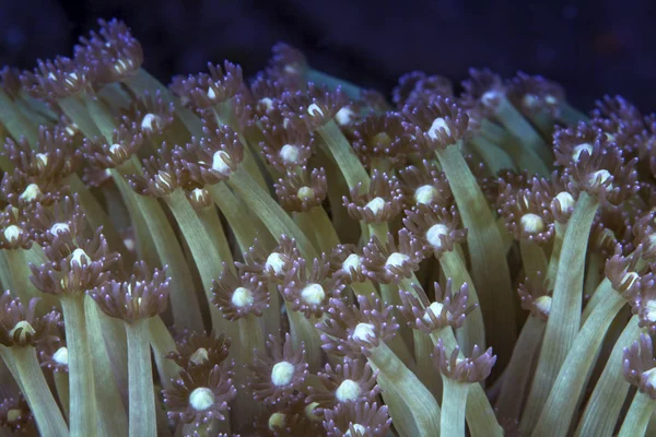 Zamknij Się Obraz Gonoporia Koralowych Polipów Ambon Bay Indonezja — Zdjęcie stockowe