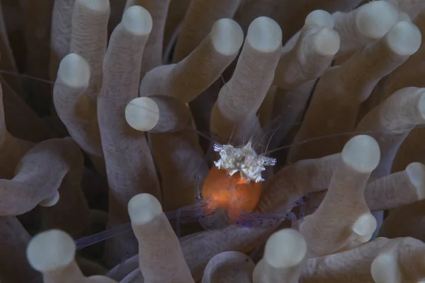 Grzyb Krewetki Coral Periclimenes Kororensis Znany Również Jako Krewetki Popcorn — Zdjęcie stockowe