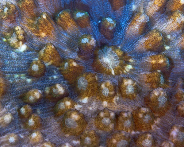 Mycedium Coral Duro Azul Fluorescente Amarillo Puerto Galera Phiippines — Foto de Stock