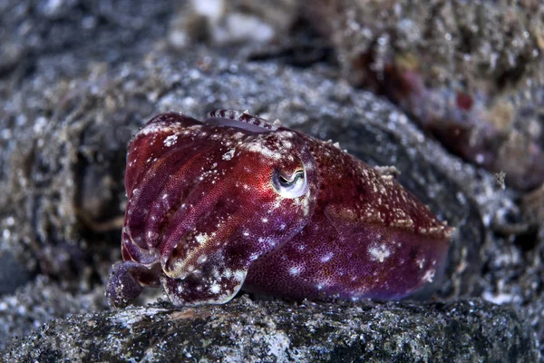 Bläckfisk Blinkar Klarröd Ambon Indonesien — Stockfoto