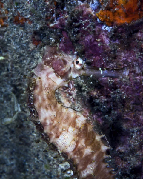 Taggig Seahorse Hippocampus Histrix Även Känd Som Taggiga Seahorse Ambon — Stockfoto