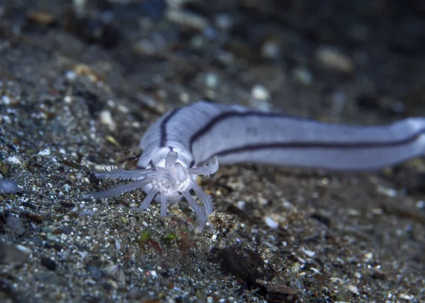 Lampert's sea cucumber (Synaptula lamperti) on sea floor of Ambon Bay, Indonesia.