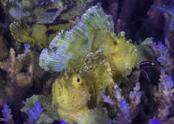 Żółty Liść Scorpionfish Taenianotus Triacanthus Czyhają Zakamuflowany Wśród Koralowców Ambon — Zdjęcie stockowe