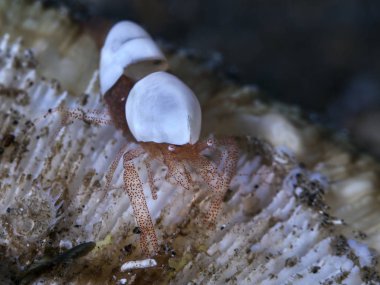 Eggshell shrimp, a commensal shrimp on host anemone. Lembeh Straits, Indonesia. clipart