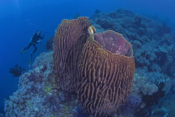 Female underwater videographer photographs a pair of giant barrel sponges  (Xestospongia muta) on the ledge of a coral reef. Raja Ampat, Indonesia, 2018