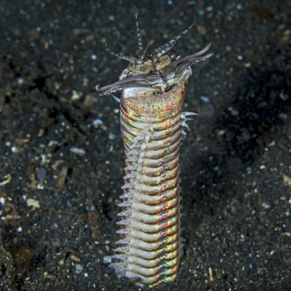 Preditor Bobbit Worm Aphroditois 순진한 기다릴에 — 스톡 사진