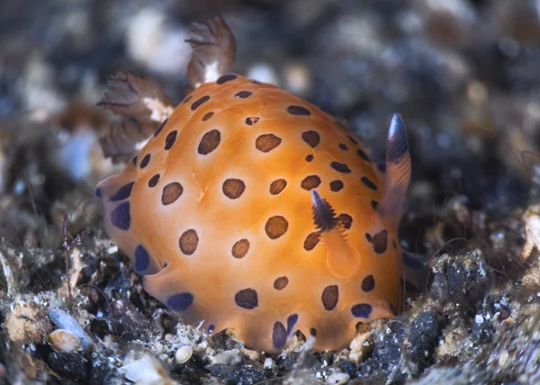 Nudibranch Dendrodoris Guttata Lembeh Straits Indonesia — Stock Photo, Image