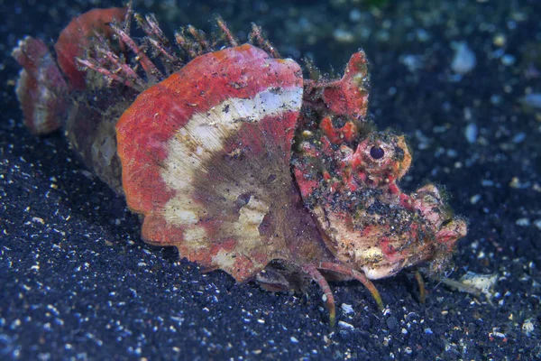 Devil Scorpionfish Estrecho Lembeh Indonesia — Foto de Stock