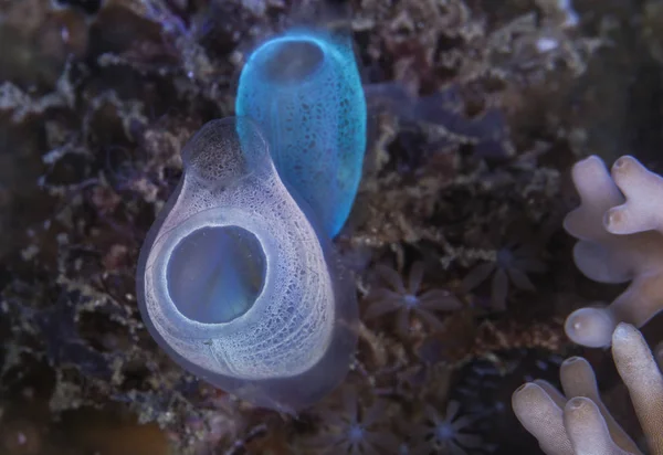 生物発光のピンクとブルーのアステラス製薬 インドネシア レンベ海峡 — ストック写真