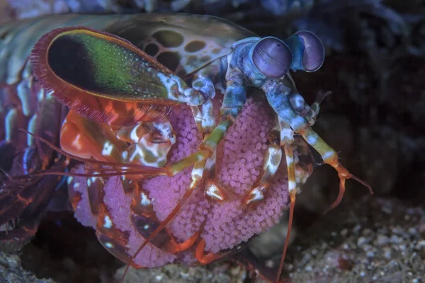 Los Camarones Mantis Del Pavo Real Llevan Huevos Estrecho Lembeh — Foto de Stock