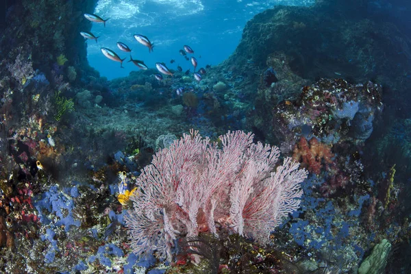 Fusiliers Sea Fans Boo Windows Raja Ampat Indonesia — Stock Photo, Image